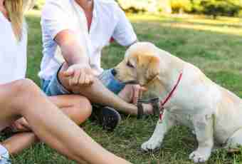 To the beginning dog breeders: 7 main rules of care for a dog