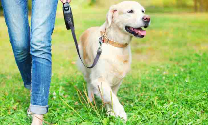 How to accustom a dog to walks