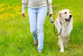 How to teach a dog to walk