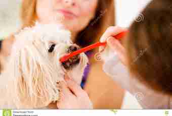 As to a toy terrier to brush teeth
