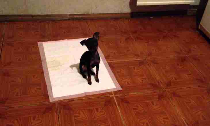 How to accustom a puppy to a tray