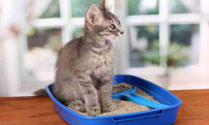As it is correct to accustom a cat to a tray