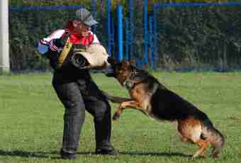 How to train a dog in teams
