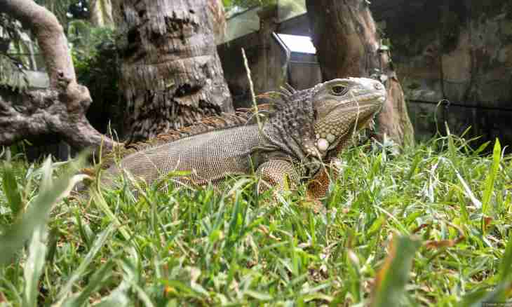 Tame dragon: how to support an iguana