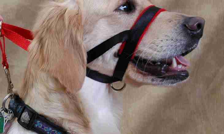How to accustom a dog to a muzzle