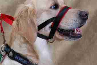 How to accustom a dog to a muzzle