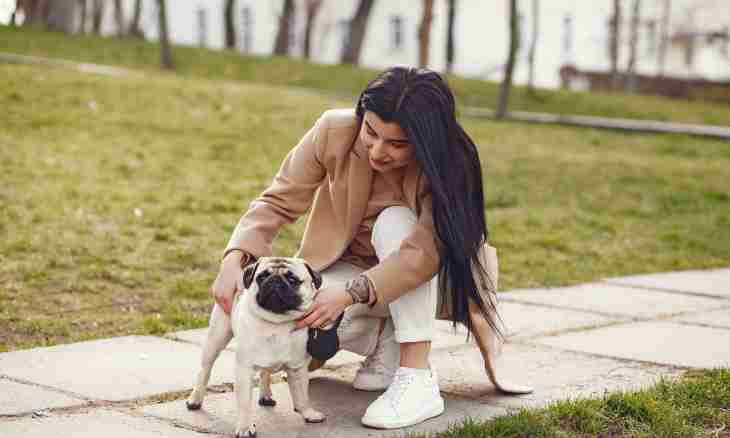 All about pugs: as to look after them