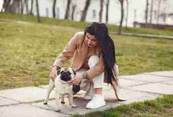 All about pugs: as to look after them