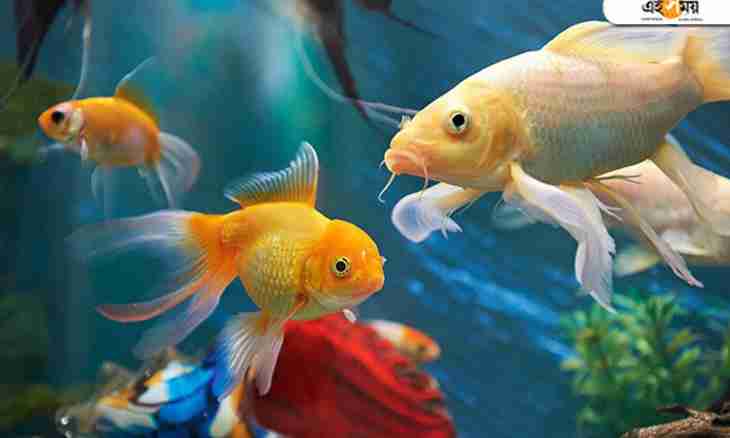 How to soften water in an aquarium