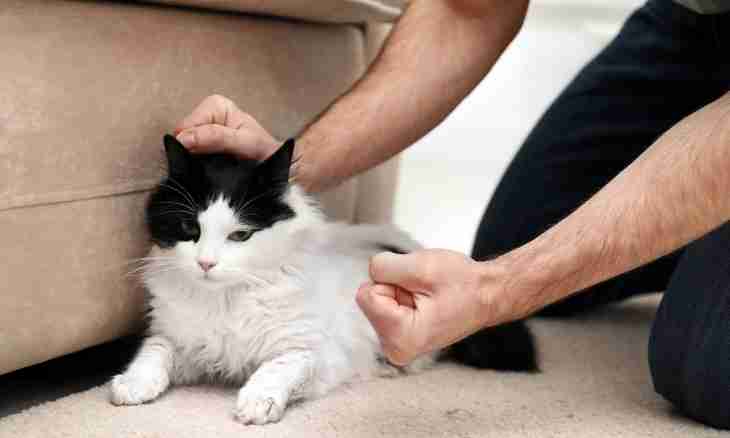 Whether it is possible to cut cats