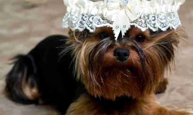 How to accustom a puppy of a Yorkshire terrier to a tray