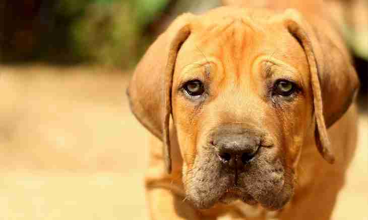 How to feed a puppy of a bullmastiff