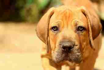 How to feed a puppy of a bullmastiff