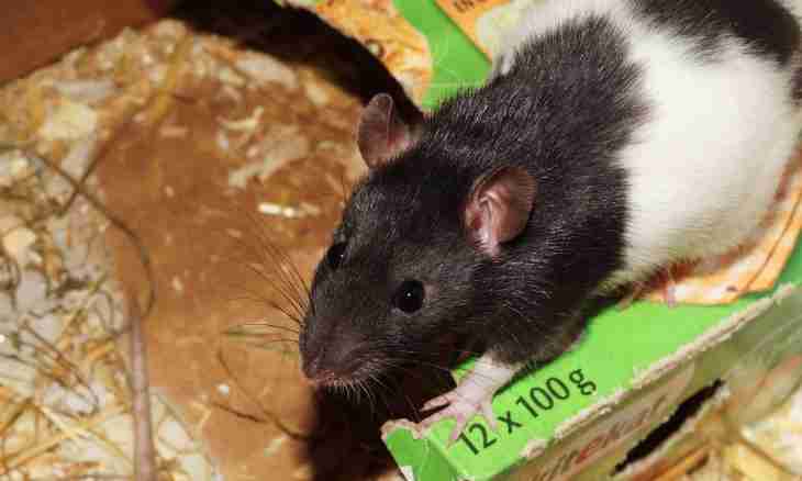 How to treat domestic rats