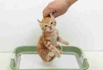 How to accustom a kitten to go to a tray