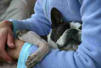 How to look after the French bulldog