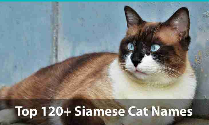 As it is correct to bring up the Siamese