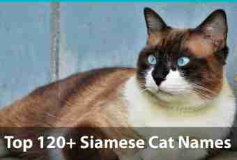 As it is correct to bring up the Siamese