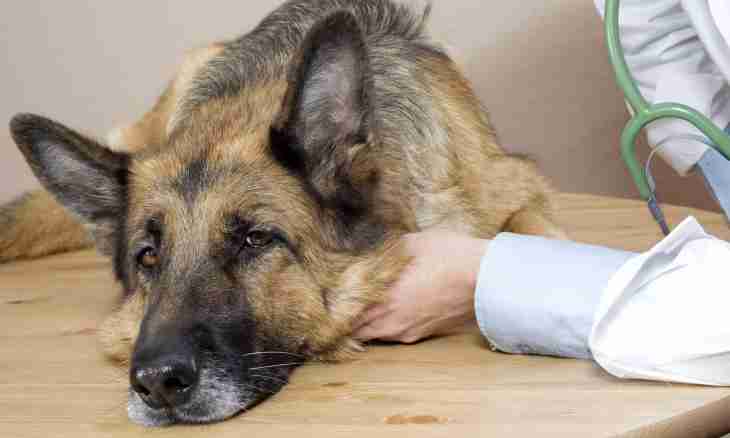 How to look after a German shepherd