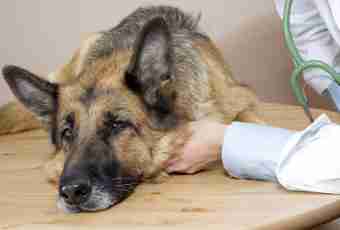 How to look after a German shepherd