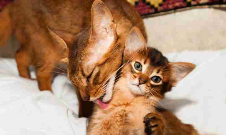 All about kittens: how to look after