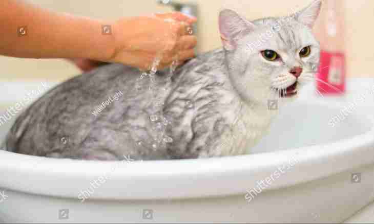 Why and how to bathe a cat