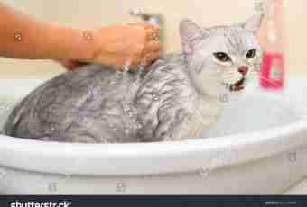 Why and how to bathe a cat