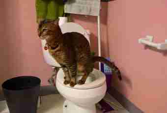 How to tame a cat to go to a toilet