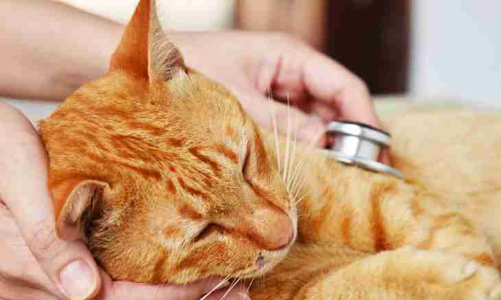 How to look after a cane cat in house conditions