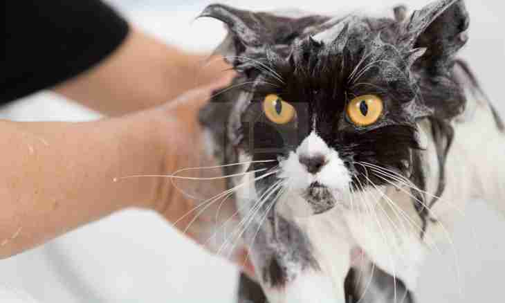 How to wash the Persian cat