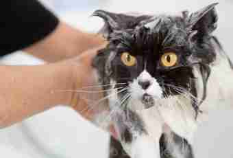 How to wash the Persian cat