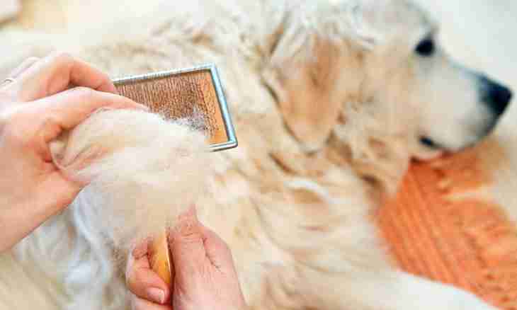 How to improve a condition of hair of dog