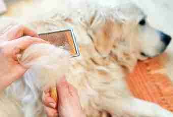 How to improve a condition of hair of dog