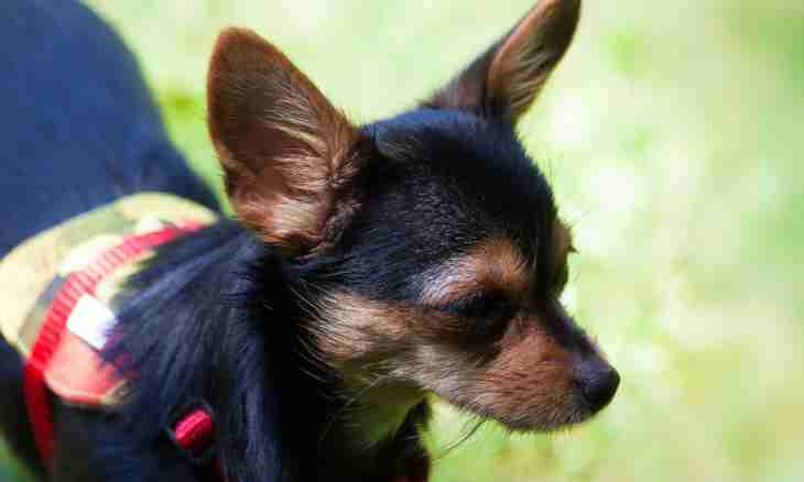 How to glue ears at a toy terrier