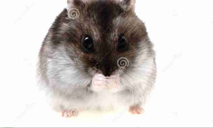 How many there live domestic Dzungarian hamsters