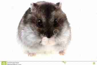 How many there live domestic Dzungarian hamsters