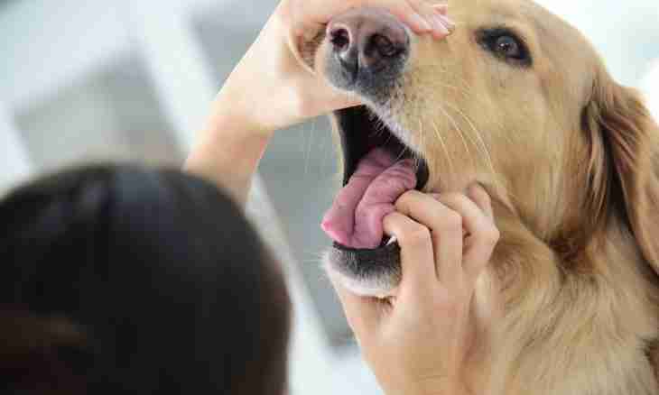 As teeth at dogs change