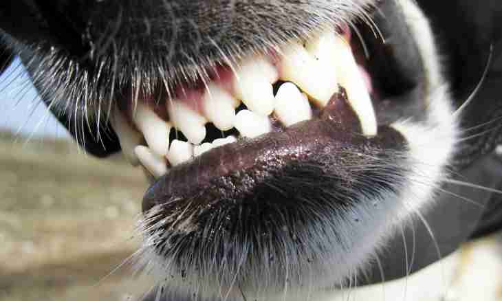 As at puppies teeth change
