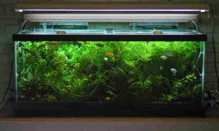 How to remove seaweed from an aquarium