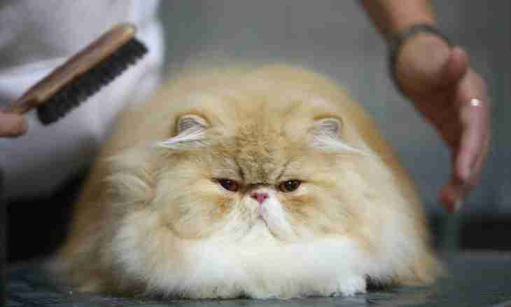 How to cut the Persian cat