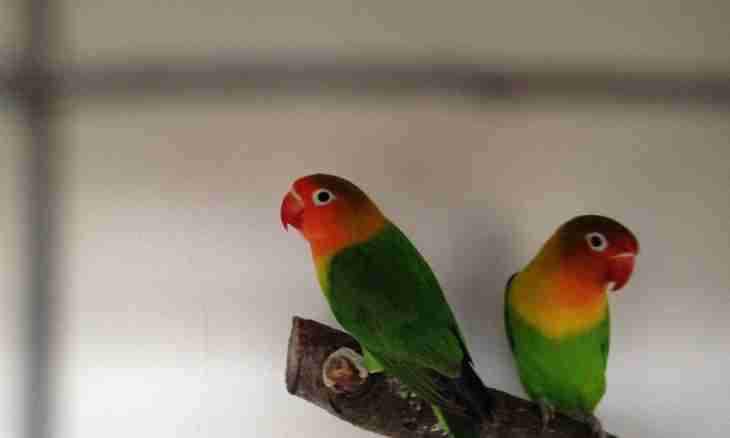 How to teach to speak a parrot-korellu