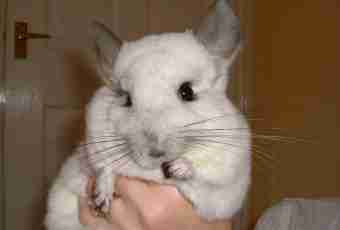 How to tame a chinchilla to hands