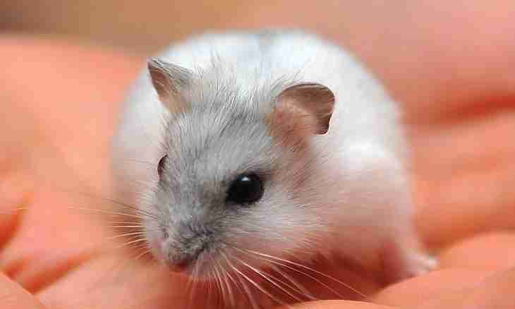 Hamsters: popular types and contents