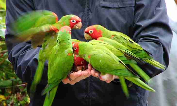 What parrot studies a conversation quicker