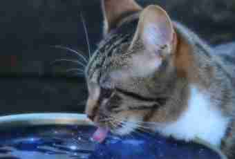 How to accustom a cat to water