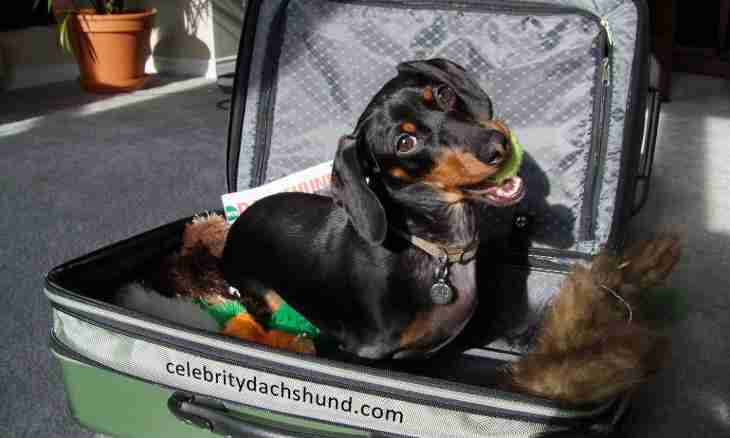 How to accustom a dachshund to a tray