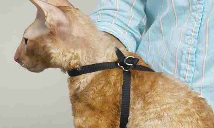 How to put on to a cat a collar