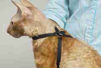 How to put on to a cat a collar