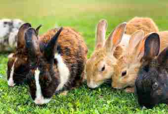 How many there live rabbits