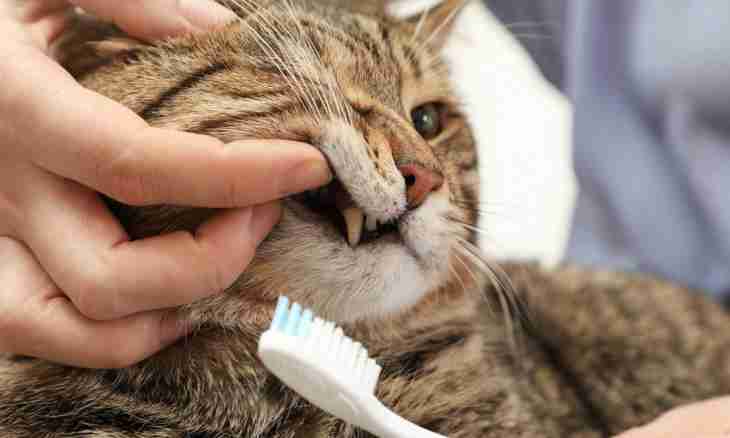 How to brush teeth to cats